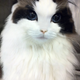 Illustration for article titled Your Cat Makes You Look Like a Dog
